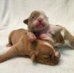 Small Photo #1 Olde English Bulldogge Puppy For Sale in DURHAM, NC, USA