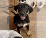 Small #1 Labrador Retriever Mix