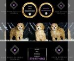 Small Photo #103 Poodle (Toy) Puppy For Sale in WARSAW, IN, USA