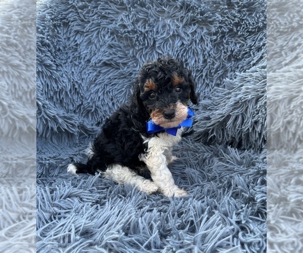 Medium Photo #1 Poodle (Toy) Puppy For Sale in JEFFERSONVILLE, IN, USA