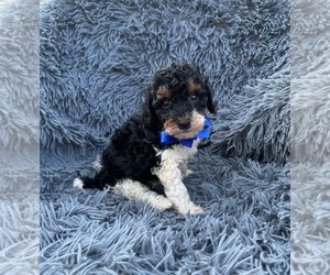 Poodle (Toy) Puppy for sale in JEFFERSONVILLE, IN, USA