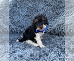 Small Poodle (Toy)