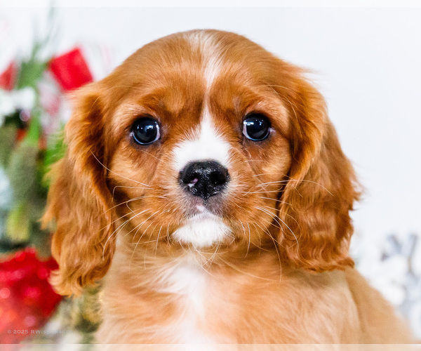 Medium Photo #33 Cavalier King Charles Spaniel Puppy For Sale in WAKARUSA, IN, USA