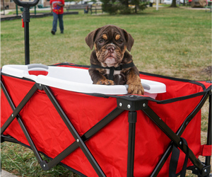 Medium English Bulldog