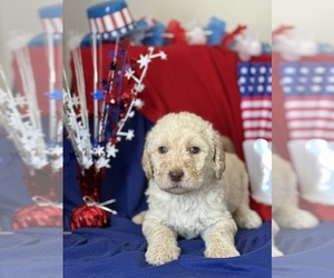 Labradoodle Puppy for sale in MOUNT CARMEL, IL, USA