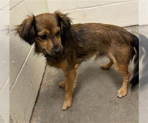 Dachshund Dogs for adoption in Rosenberg, TX, USA