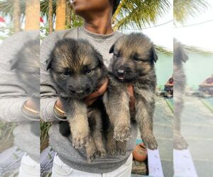 German Shepherd Dog Puppy for sale in Khammam, Telangana, India