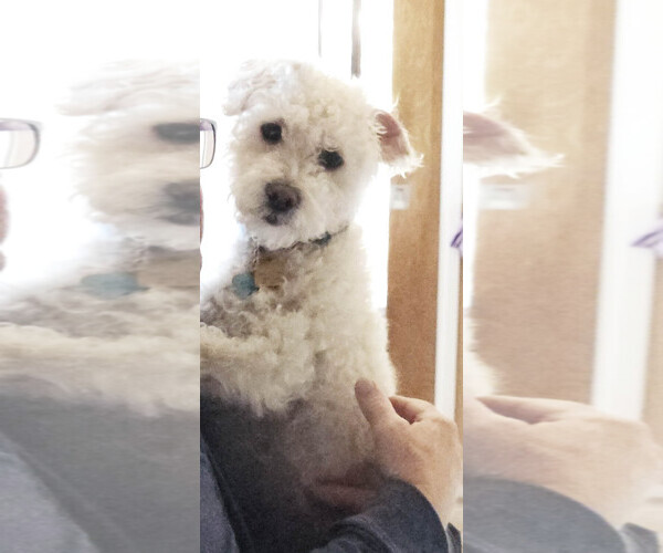 Medium Photo #2 Maltipoo Puppy For Sale in Imperial Beach, CA, USA