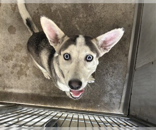 Medium Photo #1 Siberian Husky Puppy For Sale in San Bernardino, CA, USA