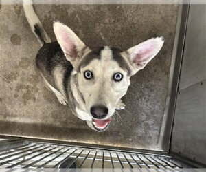 Siberian Husky Dogs for adoption in San Bernardino, CA, USA