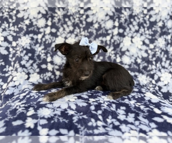 Medium Photo #8 Schnauzer (Miniature) Puppy For Sale in LAKELAND, FL, USA