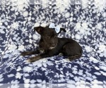 Small #7 Schnauzer (Miniature)
