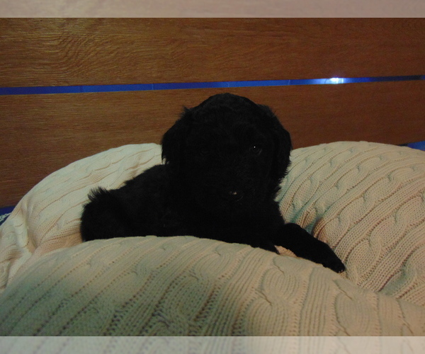 Medium Photo #1 Goldendoodle Puppy For Sale in MIDLAND, TX, USA