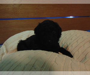 Goldendoodle Puppy for sale in MIDLAND, TX, USA