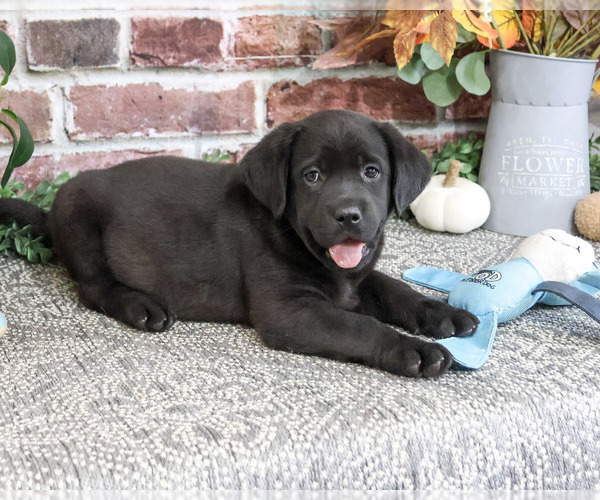 Medium Photo #4 Labrador Retriever Puppy For Sale in SYRACUSE, IN, USA