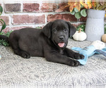 Topaz - Male Labrador Retriever Puppy for Sale - Photo #4