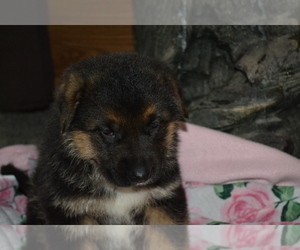 German Shepherd Dog Litter for sale in GREENWOOD, WI, USA
