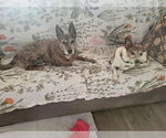 Small #4 Basenji Mix