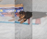 Small Photo #240 Yorkshire Terrier Puppy For Sale in AKRON, OH, USA