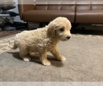 Small Photo #16 Goldendoodle (Miniature) Puppy For Sale in RALEIGH, NC, USA