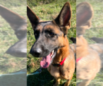 Small #1 German Shepherd Dog