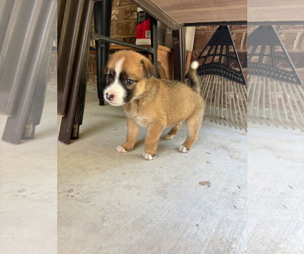 Medium Photo #15 Mutt Puppy For Sale in Fort Worth, TX, USA