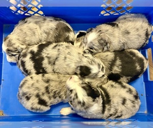 Border Collie Puppy for sale in JACKSON, KY, USA