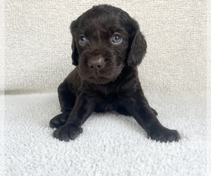 Boykin Spaniel Puppy for sale in AMBROSE, GA, USA