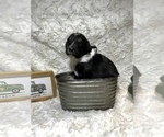 Small Photo #7 Aussiedoodle Puppy For Sale in UNIONVILLE, IA, USA