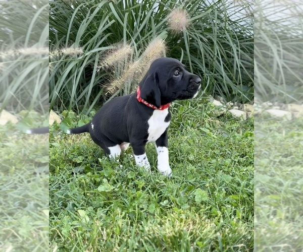 Medium Photo #8 German Shorthaired Pointer Puppy For Sale in XENIA, OH, USA