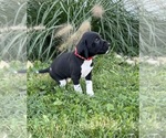 Small #7 German Shorthaired Pointer