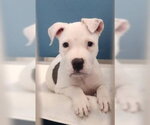 Small American Pit Bull Terrier Mix