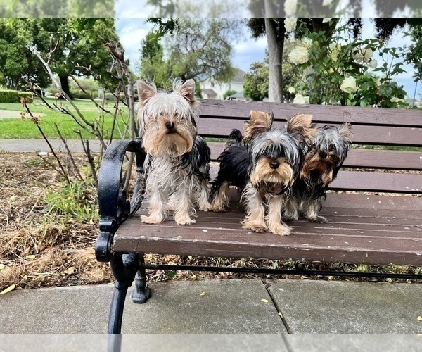 Medium Photo #10 Yorkshire Terrier Puppy For Sale in HAYWARD, CA, USA