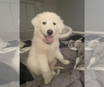 Small Great Pyrenees