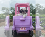 Small #1 Shih Tzu