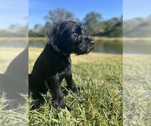 Schnauzer (Standard) Puppy for sale in SARASOTA, FL, USA