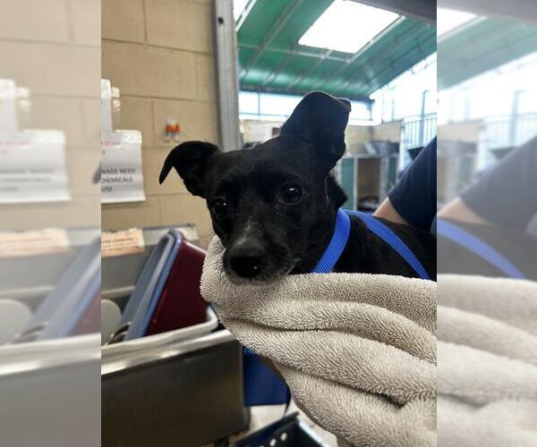 Medium Photo #1 Chihuahua-Unknown Mix Puppy For Sale in Chula Vista, CA, USA