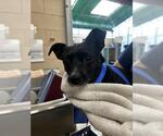 Small Chihuahua Mix