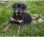 Small Photo #3 Rottweiler Puppy For Sale in ENON, OH, USA
