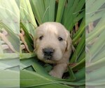 Small Photo #3 Golden Retriever Puppy For Sale in COLVILLE, WA, USA