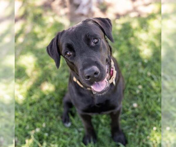 Medium Photo #1 Labrador Retriever-Unknown Mix Puppy For Sale in San Diego, CA, USA