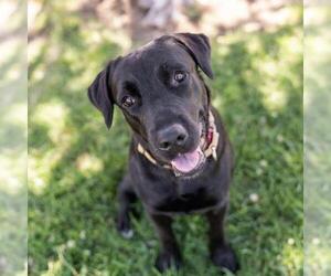 Labrador Retriever-Unknown Mix Dogs for adoption in San Diego, CA, USA