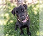 Small Labrador Retriever Mix