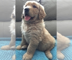 Medium Golden Retriever