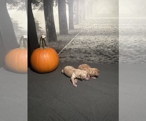 Poodle (Toy) Litter for sale in BRONX, NY, USA