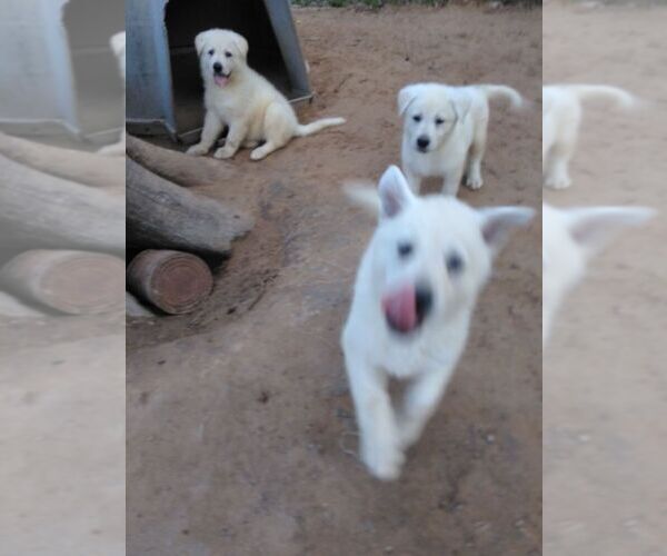 Medium Photo #1 German Shepherd Dog Puppy For Sale in QUINLAN, TX, USA