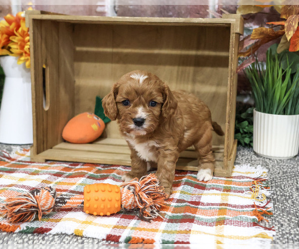 Medium Photo #3 Cavapoo (Miniature) Puppy For Sale in SYRACUSE, IN, USA