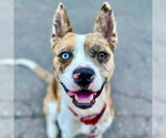 Small #24 Catahoula Leopard Dog Mix
