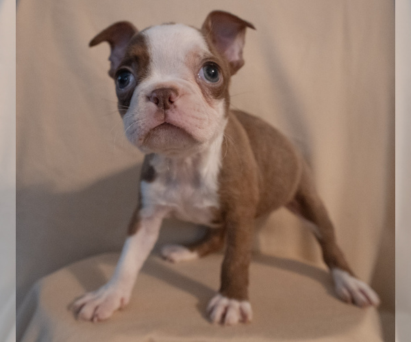 Medium Photo #2 Boston Terrier Puppy For Sale in FRESNO, CA, USA