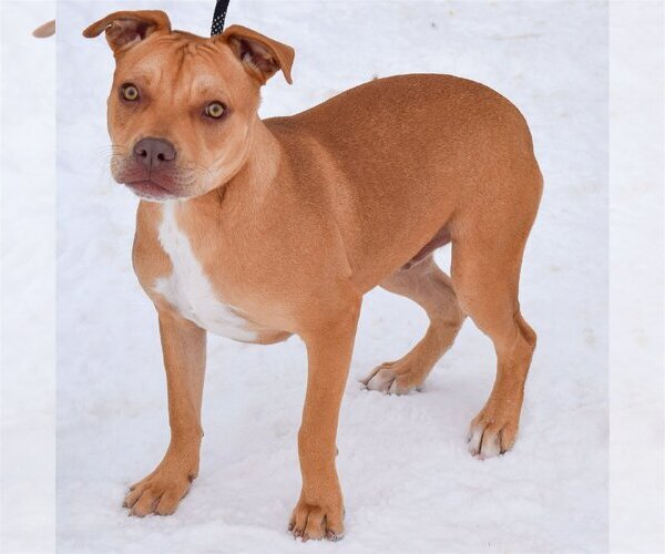 Medium Photo #2 American Staffordshire Terrier-Boxer Mix Puppy For Sale in Huntley, IL, USA